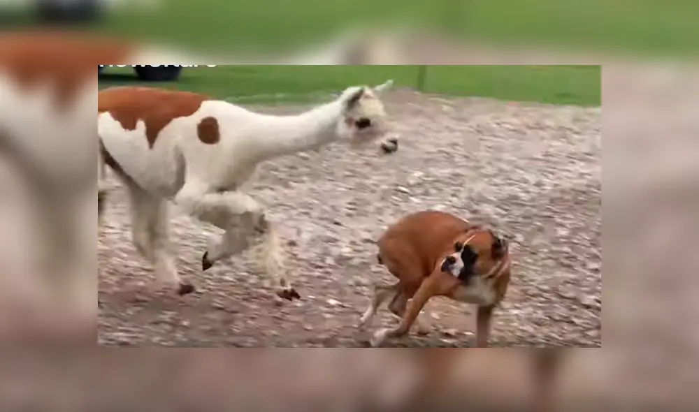 La perrita llamada Maggie, huyó rápidamente al ser atacado por la alpaca. Foto: Newsflare