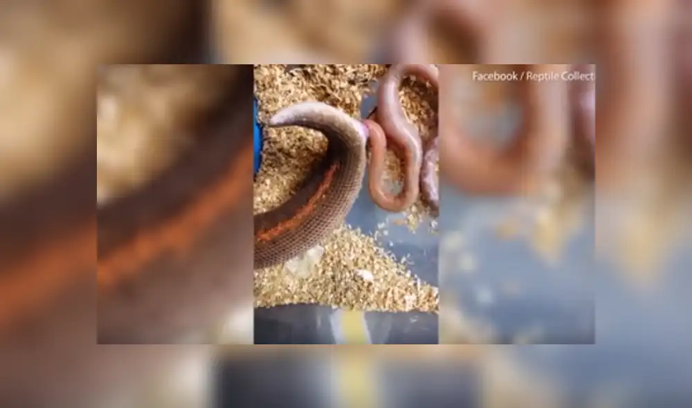 YouTube: escalofriante nacimiento de serpientes sorprende al mundo [VIDEO]