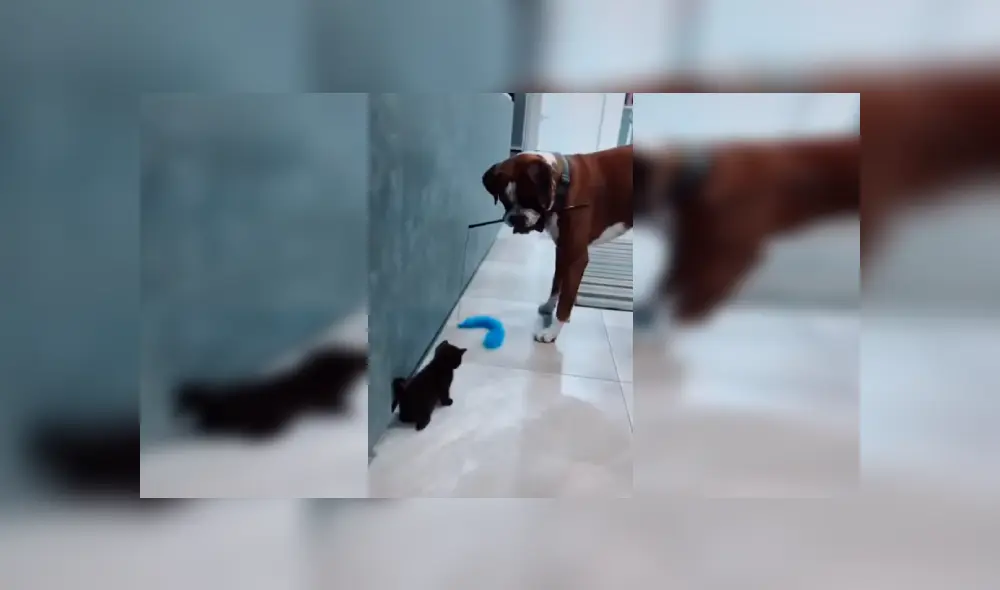 Desliza las imágenes hacia la izquierda para conocer el amoroso momento entre un perro junto a un gato bebé. Foto: Captura.