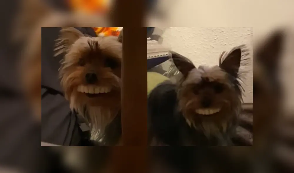 Desliza hacia la izquierda para ver las divertidas imágenes del cachorro con dentadura de juguete. (Foto: captura) Desliza hacia la izquierda para ver las divertidas imágenes del cachorro con dentadura de juguete. (Foto: captura)