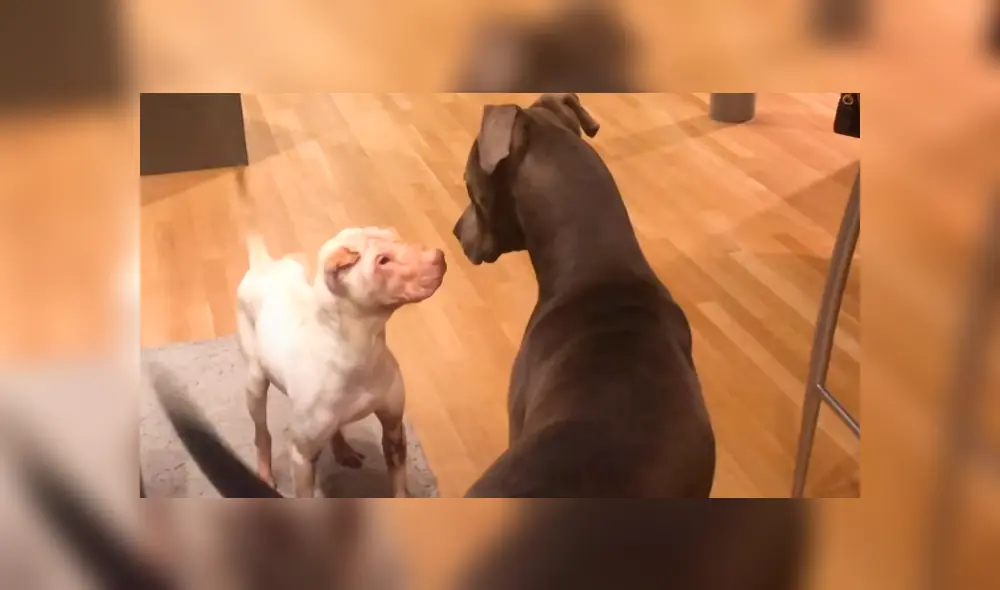 En Facebook, los encargados de un albergue curaron a una perrita que estaba en deplorables condiciones.