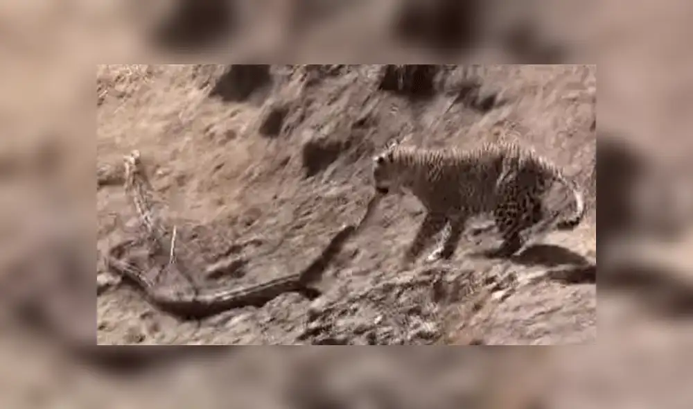 Leopardo y pitón de más de 3 metros se enfrascan en brutal pelea y el final impacta a miles [VIDEO]