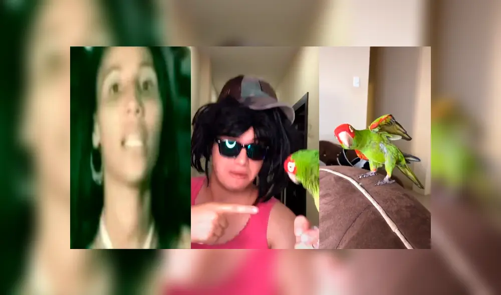 Desliza las imágenes para ver la divertida coreografía de este pequeño loro. Fotocapturas: Carlos Ponce/TikTok Desliza las imágenes para ver la divertida coreografía de este pequeño loro. Fotocapturas: Carlos Ponce/TikTok