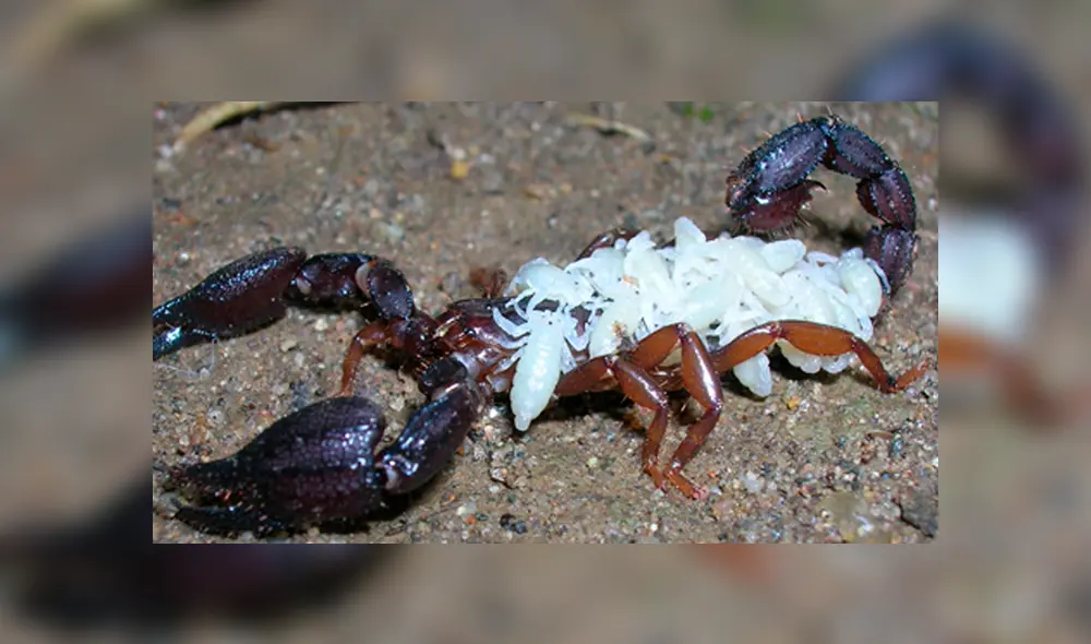 YouTube viral: graban momento en que cientos de crías de mamá alacrán mutan de piel y video causa terror