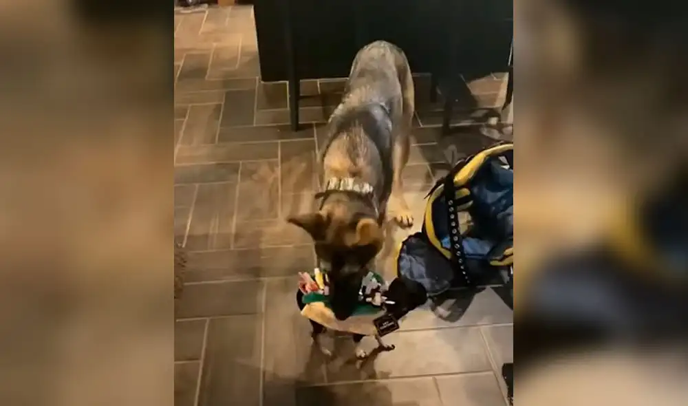 Desliza las imágenes para apreciar el comportamiento de un perro al descubrir que su ‘amigo’ usaba un disfraz de taco. Foto: captura de TikTok Desliza las imágenes para apreciar el comportamiento de un perro al descubrir que su ‘amigo’ usaba un disfraz de taco. Foto: captura de TikTok