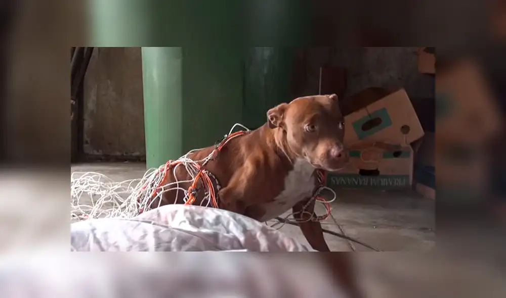 Youtube viral: Perro callejero recibe caricias por primera vez y su reacción conmueve a todos [VIDEO]