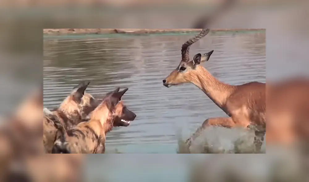 Unos perros salvajes lo esperaban. Ya cansado y con pocas fuerzas intenta ahuyentarlos. Foto: captura