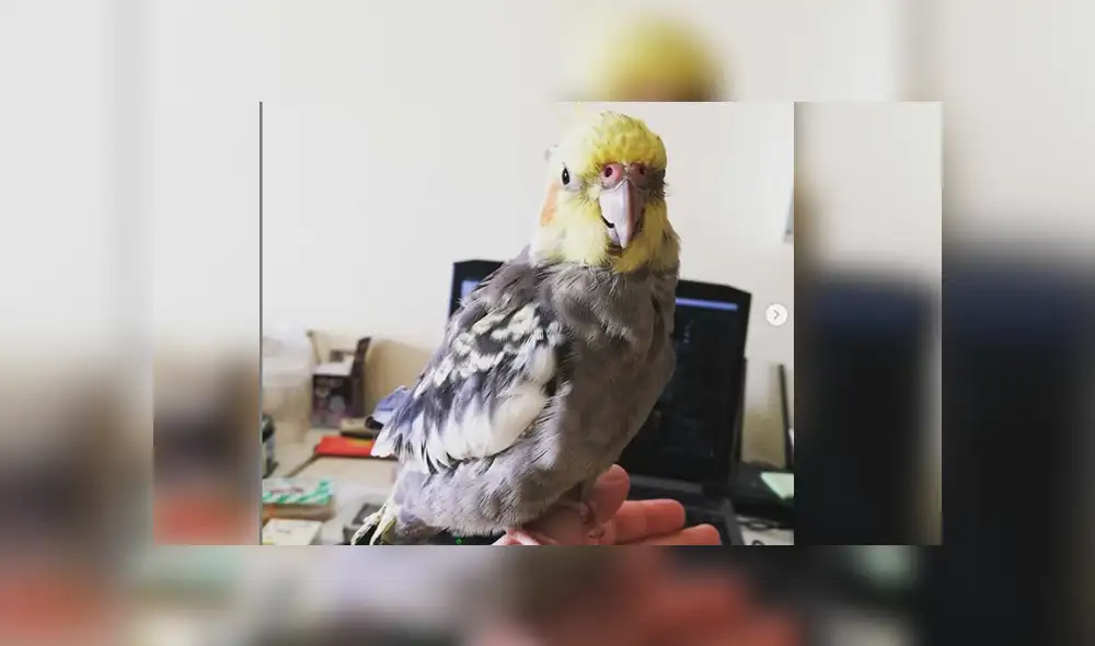 Desliza para ver los detalles del video viral publicado en Facebook. Foto: Captura.