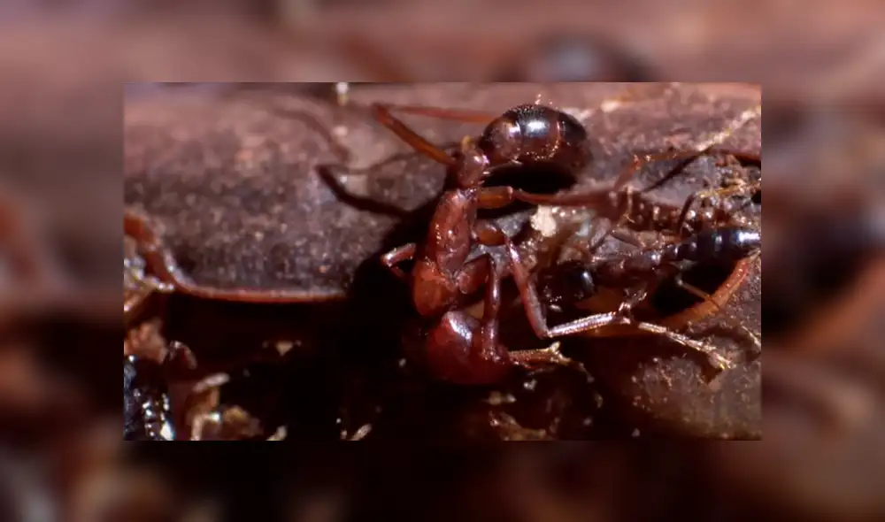 YouTube viral: hormigas carnívoras 'asesinaron' a cangrejo que salió del mar [VIDEO]
