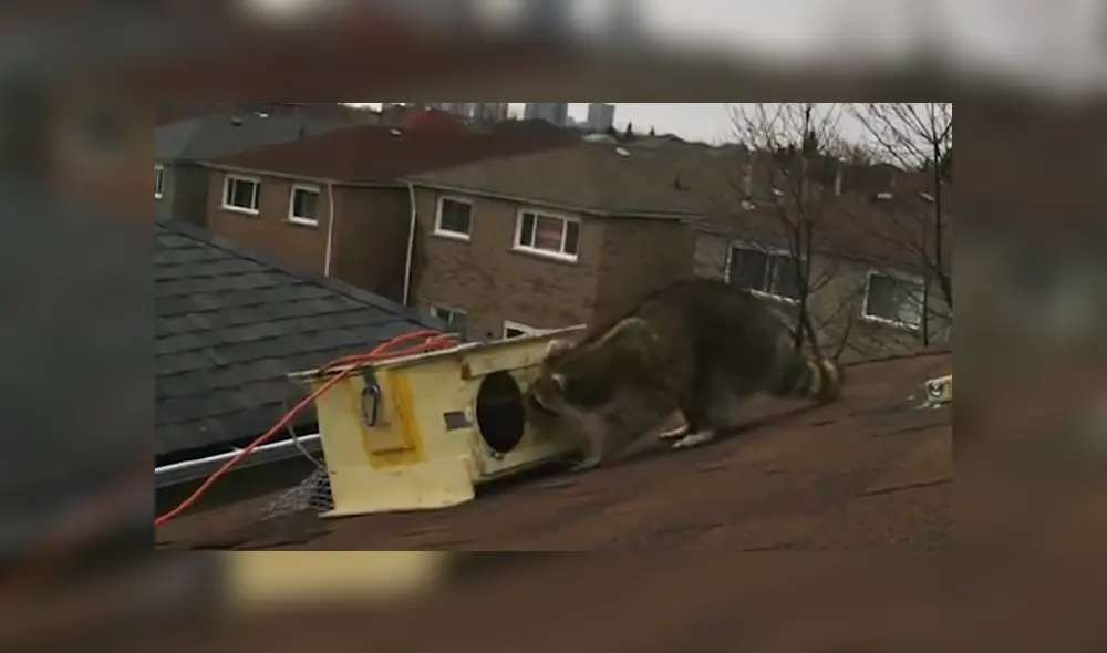 Unos rescatistas sacaron a unos pequeños mapaches que habían invadido el techo de una casa. Foto: YouTube