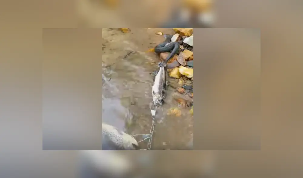 YouTube viral: serpiente pelea con pescador para quedarse con su presa y sucede lo insólito [VIDEO] 