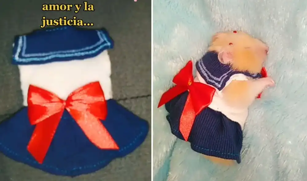 Desliza las imágenes para ver más detalles sobre este curioso traje que le hizo una joven a su mascota. Foto: captura de TikTok