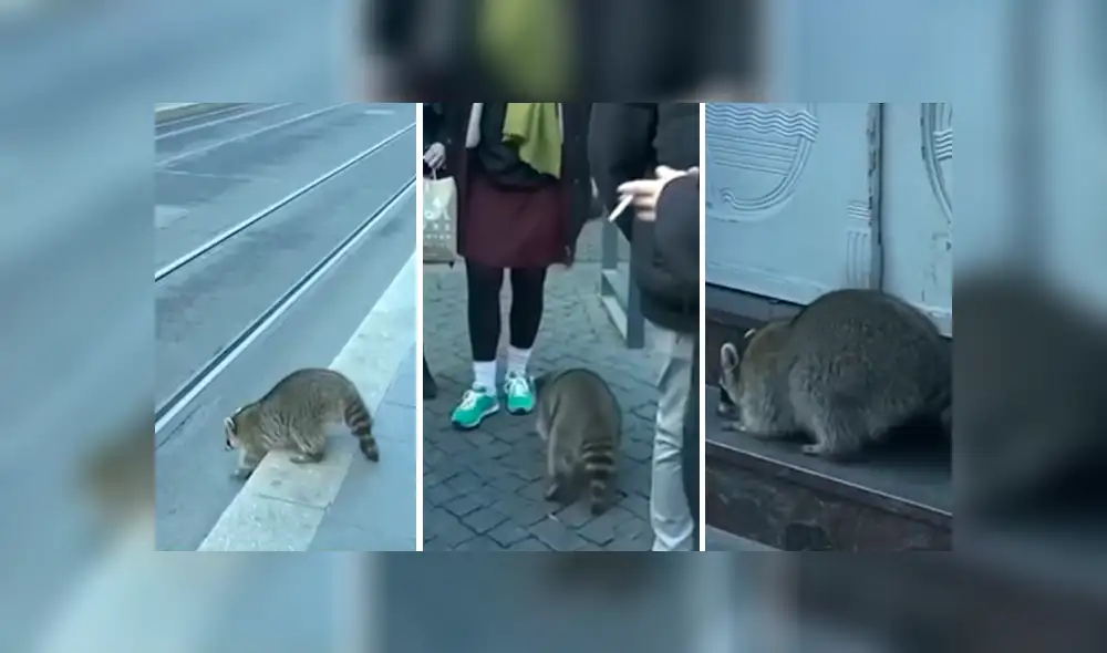 El mapache intoxicado habría ingerido ‘Glühwein’ (vino caliente) de los vasos desechables tirados en las calles. Foto: captura