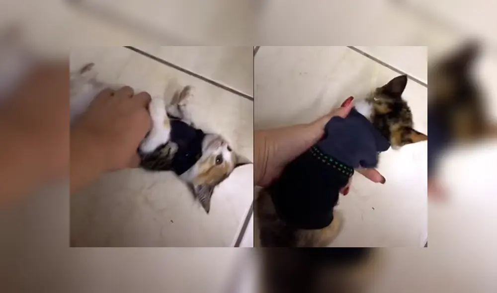 Desliza a la izquierda para ver a este tierno felino que es viral en TikTok. Foto: Captura. Desliza a la izquierda para ver a este tierno felino que es viral en TikTok. Foto: Captura.