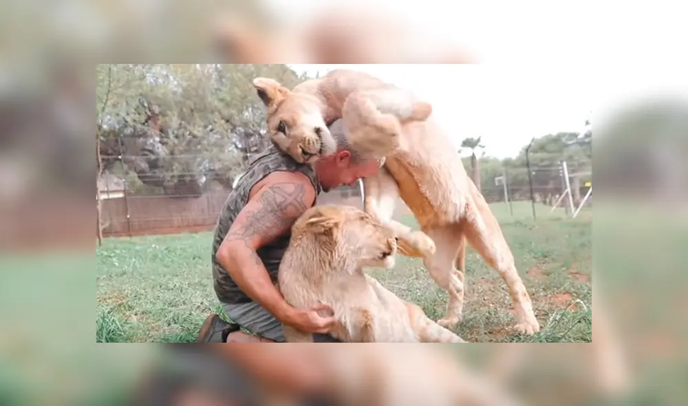 Desliza hacia la izquierda para ver el emotivo reencuentro de la leona y su amo que se volvió viral en YouTube.