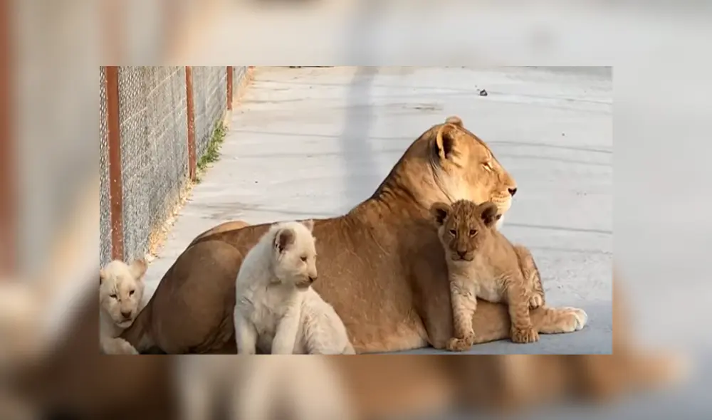 Desliza hacia la izquierda para ver las imágenes del viral de Facebook. Desliza hacia la izquierda para ver las imágenes del viral de Facebook.