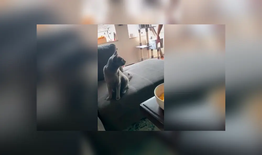 Desliza las imágenes para conocer la travesura que cometió un gato al saltar encima de la televisión de su dueño. Foto: Captura. Desliza las imágenes para conocer la travesura que cometió un gato al saltar encima de la televisión de su dueño. Foto: Captura.