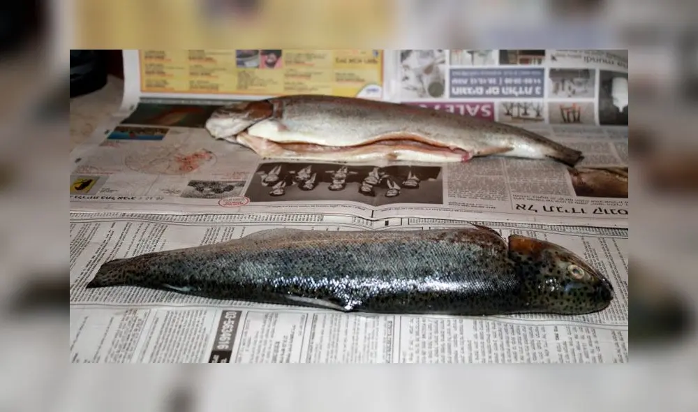 Consumir pescado envuelto en periódico es perjudicial para la salud, advierte sanipes Consumir pescado envuelto en periódico es perjudicial para la salud, advierte sanipes