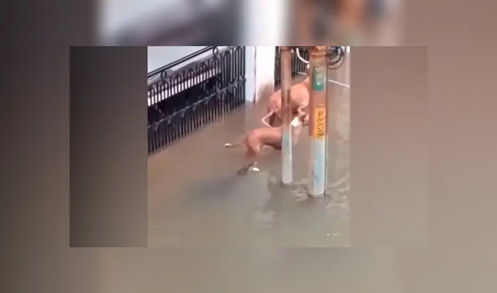 Perros salvan de morir tras realizar un curioso truco y escapar de feroz cocodrilo en inundación [VIDEO]