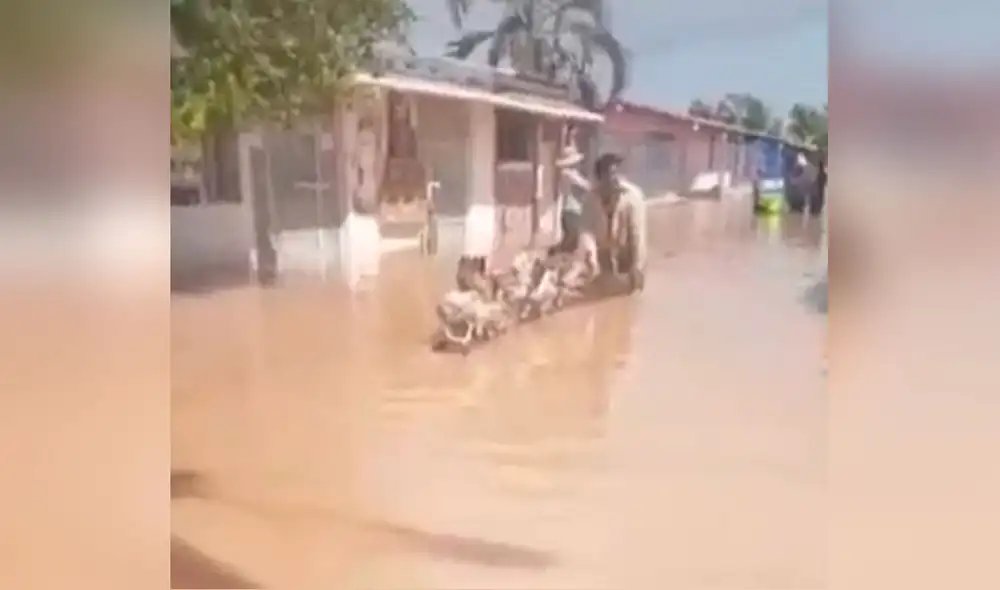 Desliza las imágenes para apreciar la noble labor de un hombre al arriesgar su vida para salvar a sus gallinas. Foto: captura de YouTube