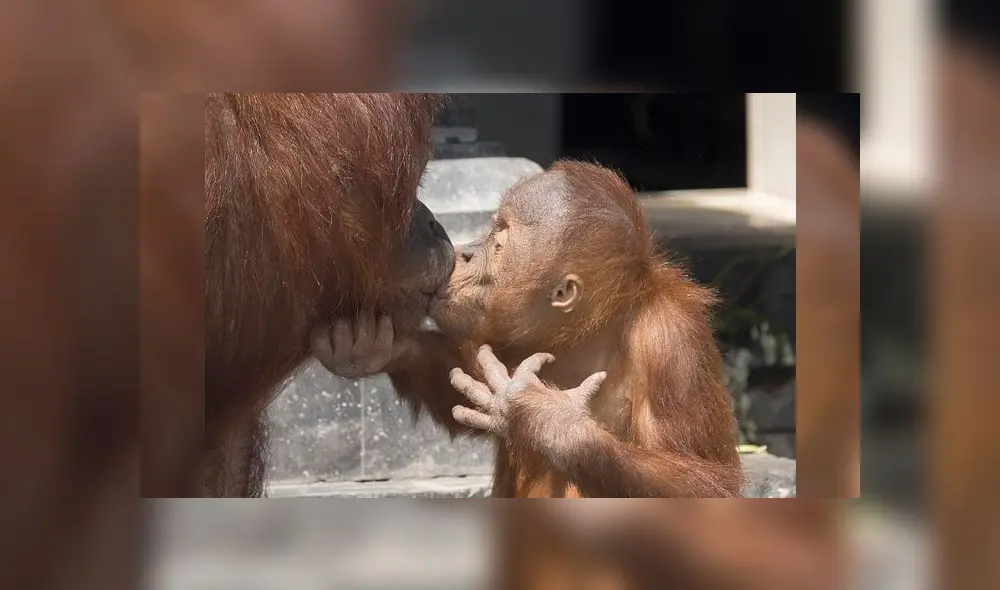 Bebé orangután tiene un berrinche y la reacción de su madre se vuelve viral [FOTOS]