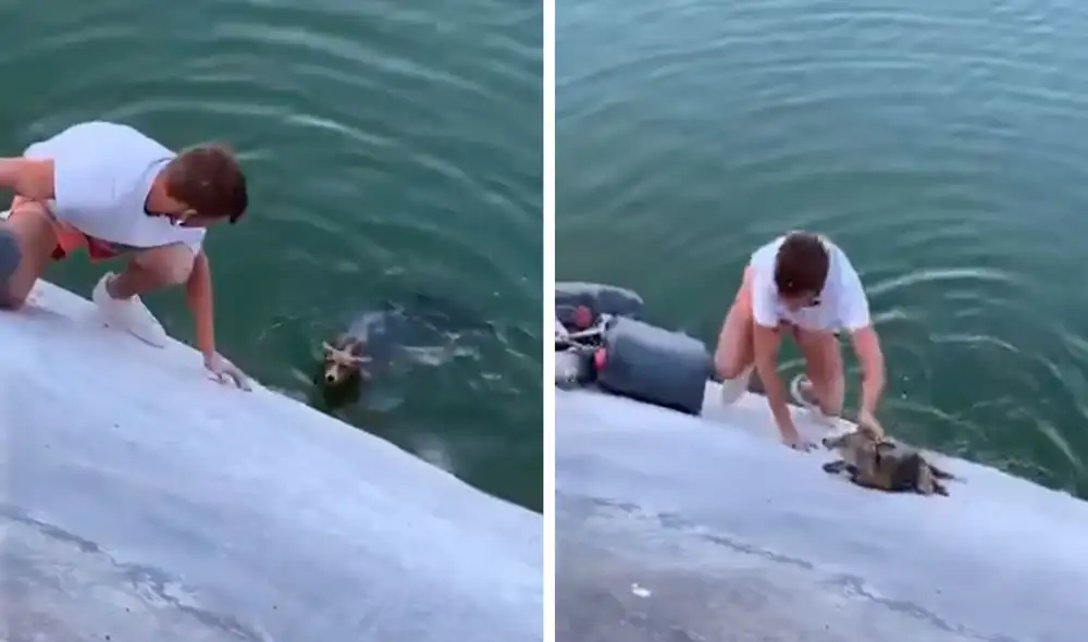 Desliza las imágenes para conocer el conmovedor gesto de un joven para ayudar a un indefenso zorro. Foto: Captura de Facebook