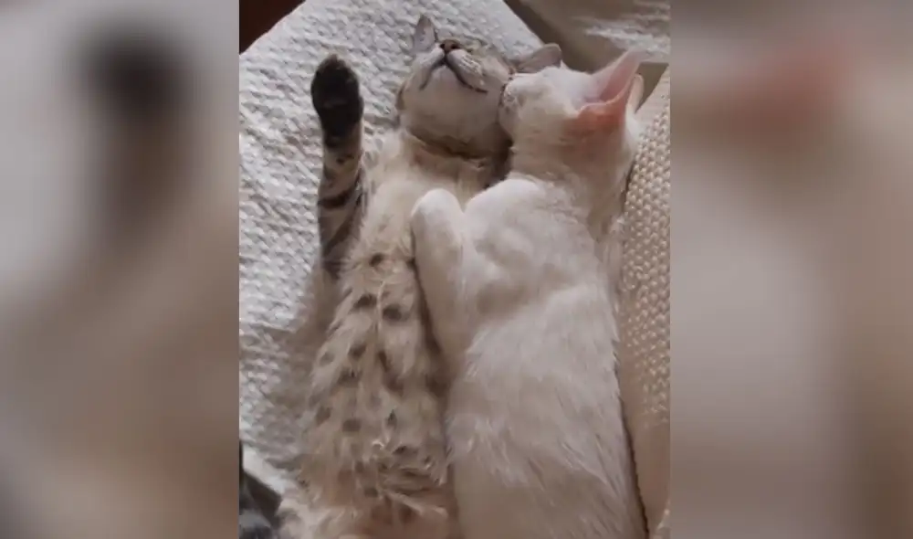 Desliza hacia la izquierda para ver más imágenes sobre esta cautivadora escena. Foto: captura de TikTok Desliza hacia la izquierda para ver más imágenes sobre esta cautivadora escena. Foto: captura de TikTok