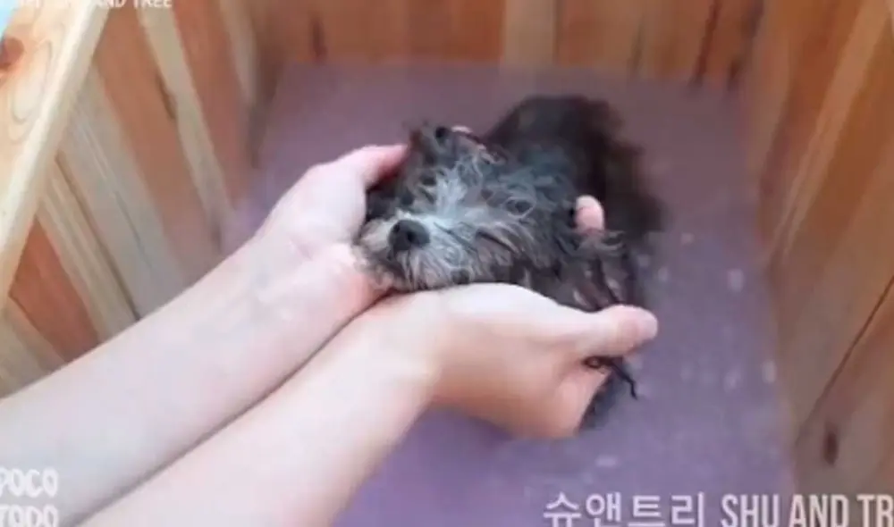 Desliza las imágenes para ver el radical cambio de aspecto que tuvo este perrito callejero que fue rescatado de la calle. Foto: captura de TikTok/@alexisjmontalvo