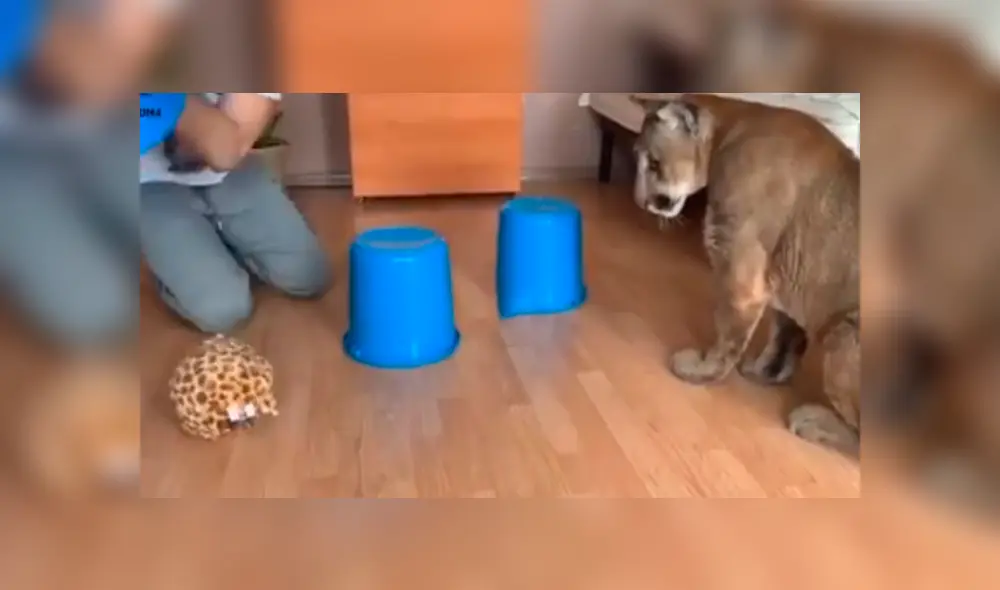 Desliza para ver el desenlace de este video viral de Facebook. Foto: Captura. Desliza para ver el desenlace de este video viral de Facebook. Foto: Captura.