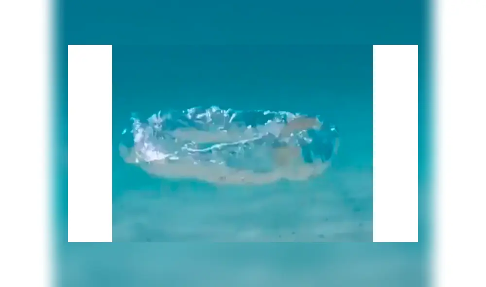 Joven lanza una burbuja hacia una medusa y la respuesta del animal desconcierta en redes [VIDEO]