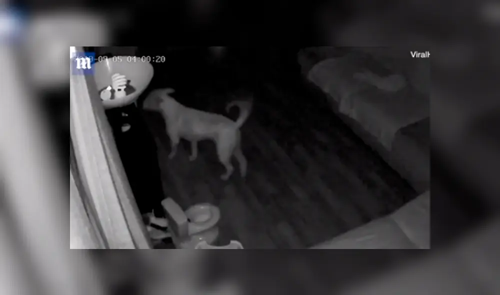 Video en Facebook grabado por cámara de seguridad revela el peor secreto de un pequeño perro. Video en Facebook grabado por cámara de seguridad revela el peor secreto de un pequeño perro.
