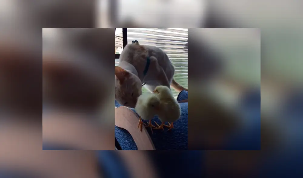 Desliza las imágenes hacia la izquierda para apreciar la inesperada escena entre un gato junto a unos pequeños pollos. Desliza las imágenes hacia la izquierda para apreciar la inesperada escena entre un gato junto a unos pequeños pollos.