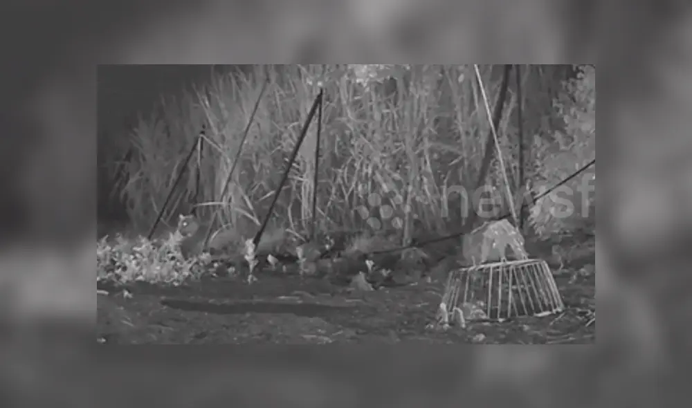 Desliza hacia la izquierda para ver algunas imágenes del conmovedor reencuentro del cachorro con su mamá leopardo. El video es viral en Facebook. Desliza hacia la izquierda para ver algunas imágenes del conmovedor reencuentro del cachorro con su mamá leopardo. El video es viral en Facebook.