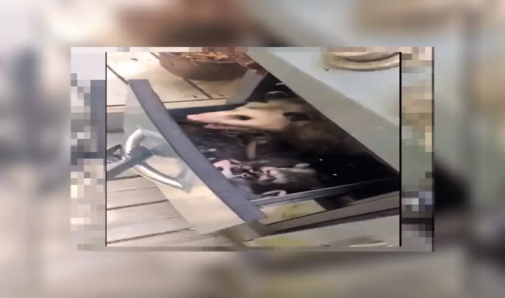 Facebook: escucha extraños ruidos en su cocina, revisa y descubre misteriosas criaturas [VIDEO]