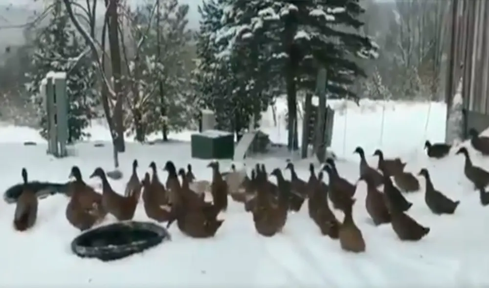 Desliza las imágenes para apreciar la curiosa reacción que tuvieron unos patos al sentir la nieve por primera vez. Foto: captura de Facebook Desliza las imágenes para apreciar la curiosa reacción que tuvieron unos patos al sentir la nieve por primera vez. Foto: captura de Facebook