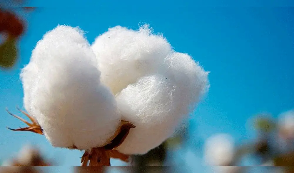 Algodon pima Algodon pima