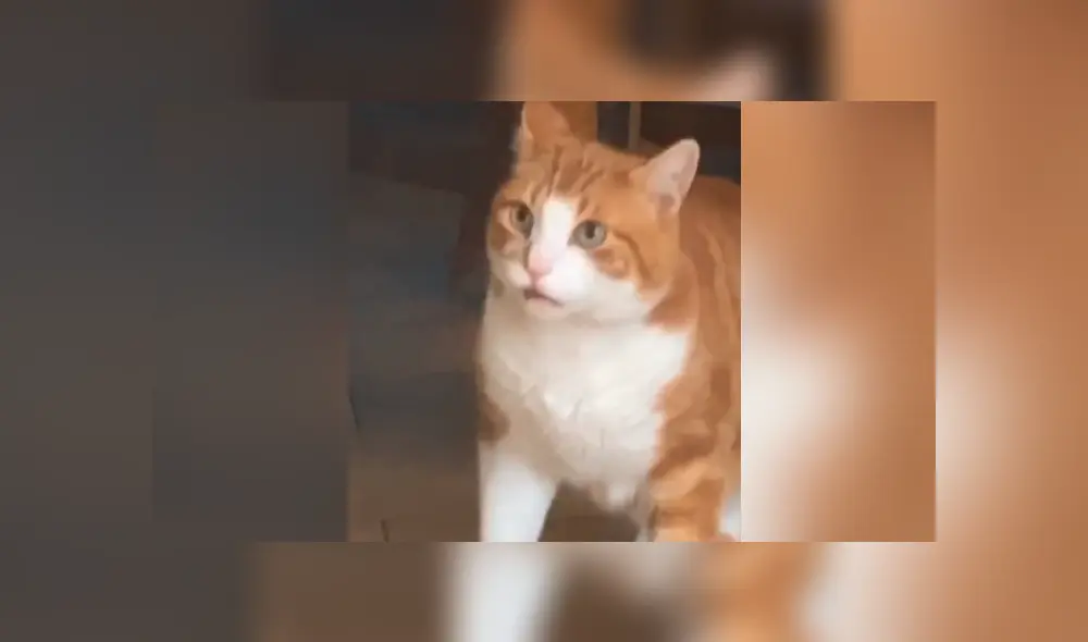 Desliza para ver todas las imágenes de Facebook. Foto: captura