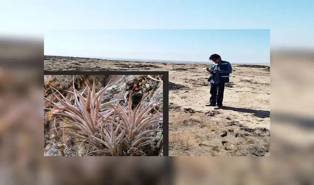 En Tacna más de cien ejemplares de especie floral se perdieron por la basura En Tacna más de cien ejemplares de especie floral se perdieron por la basura