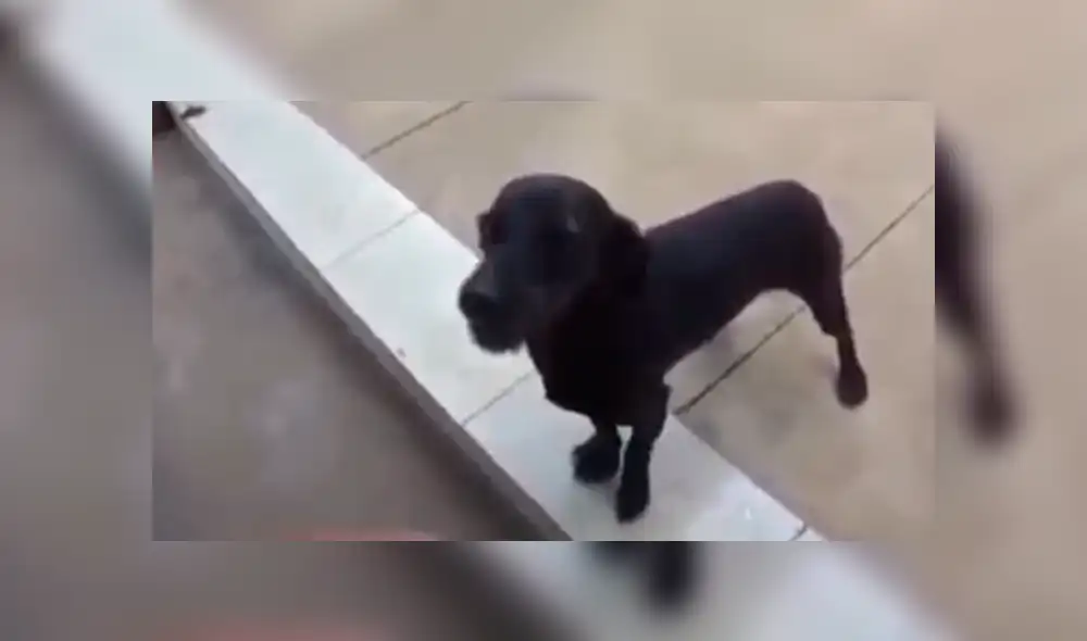 Facebook viral: creyó que perro estaba ‘poseído’ e intentó ‘exorcizarlo’, sin saber que reaccionaría así [VIDEO]