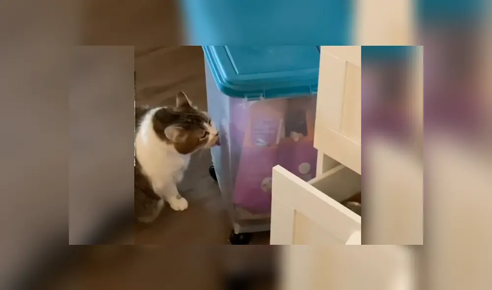 Facebook viral: gato obeso es puesto a dieta y tiene dramática reacción al ver comida Facebook viral: gato obeso es puesto a dieta y tiene dramática reacción al ver comida