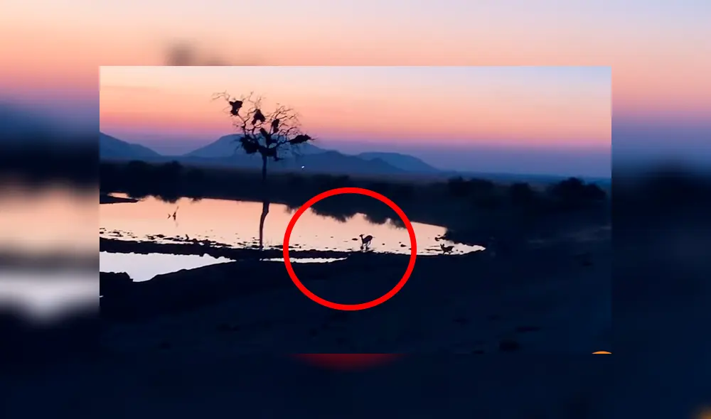 Brutal 'asesinato' de perros salvajes a indefensa impala.