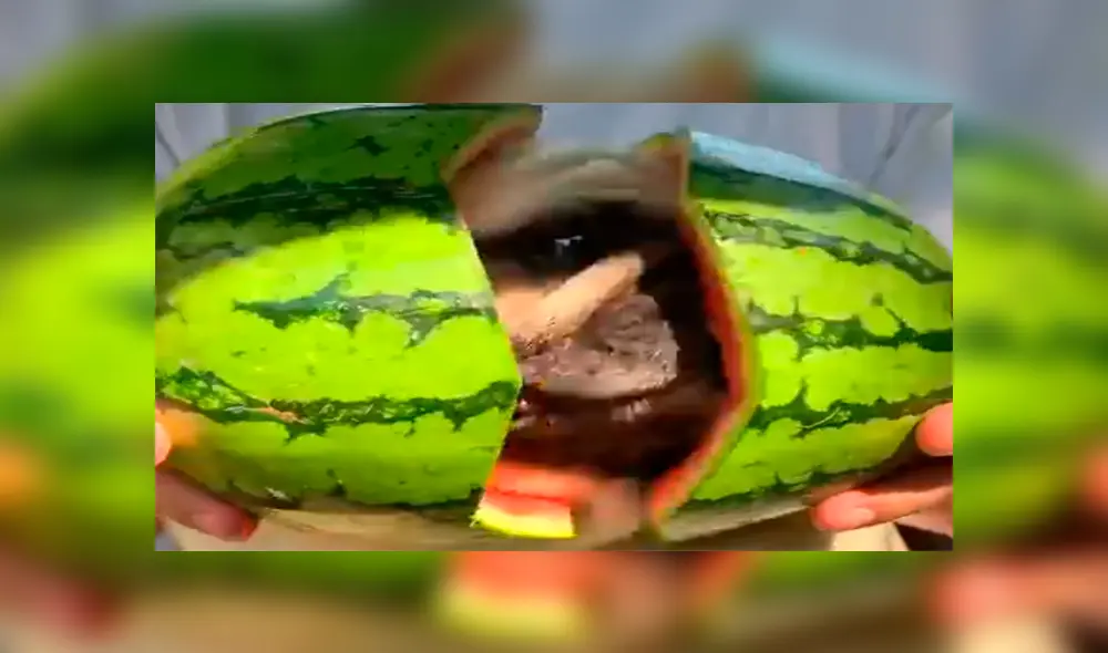 El momento en el que una criatura sale de una sandía se ha vuelto viral en redes.