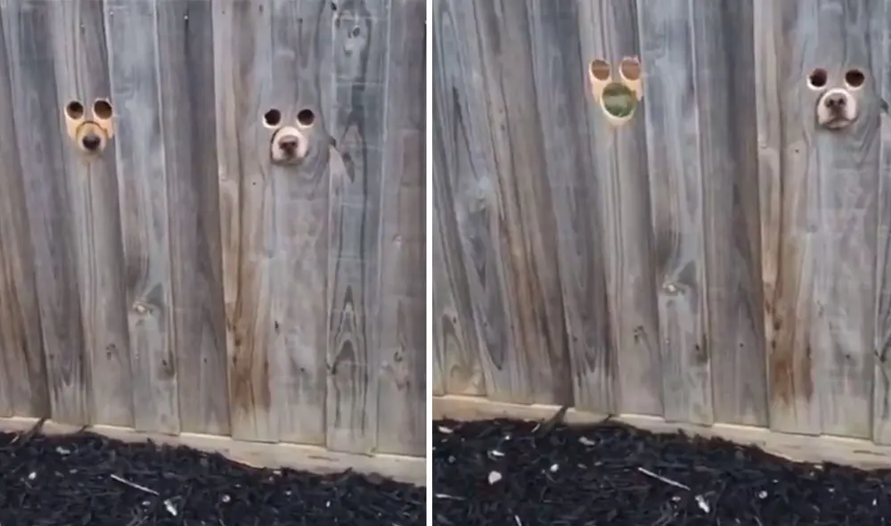 Desliza las imágenes para ver más sobre esta singular escena protagonizada por dos perros. Foto: captura de YouTube