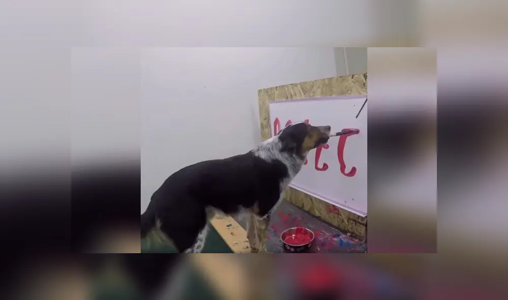 Desliza las imágenes hacia la izquierda para conocer la increíble habilidad de un perro que aprendió a dibujar. Foto: Captura. Desliza las imágenes hacia la izquierda para conocer la increíble habilidad de un perro que aprendió a dibujar. Foto: Captura.