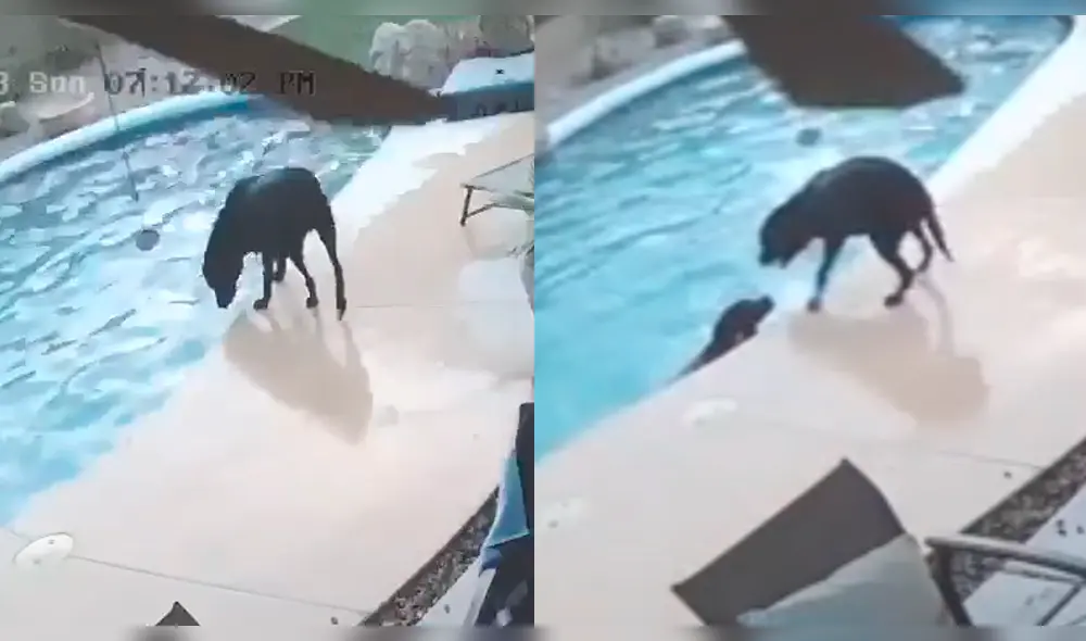 Un perro salvó a su compañero que estaba apunto de morir ahogado [VIDEO]