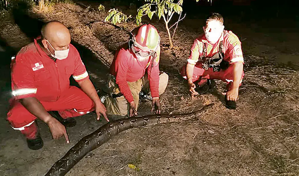 Perdidas. Las llamas causaron daños en la flora y la fauna.