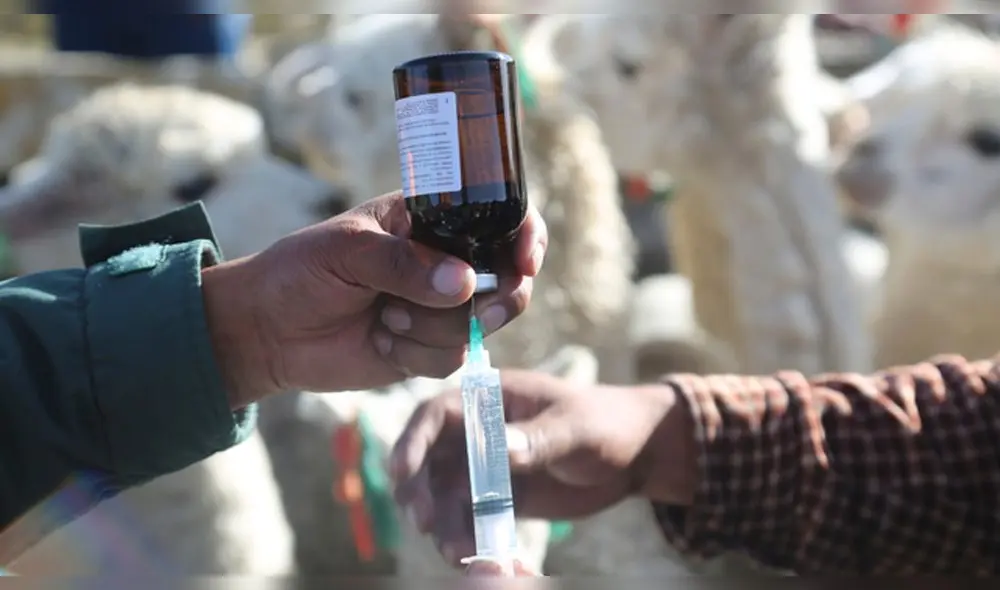 Repartirán kits veterinarios para atención de aganado.