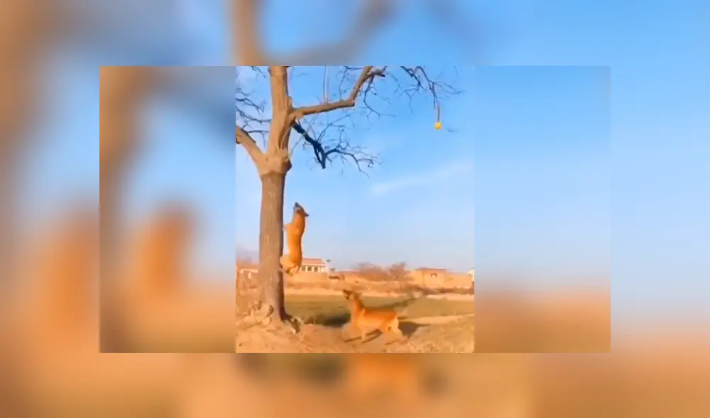 Desliza las imágenes para conocer la increíble hazaña de un perro para alcanzar una pelota en lo alto de un árbol. Foto: Clarín. Desliza las imágenes para conocer la increíble hazaña de un perro para alcanzar una pelota en lo alto de un árbol. Foto: Clarín.