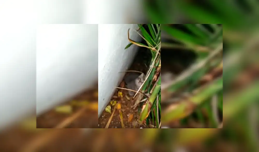 Desliza para ver los detalles de esta historia que se viralizó en Facebook. Foto: Captura.