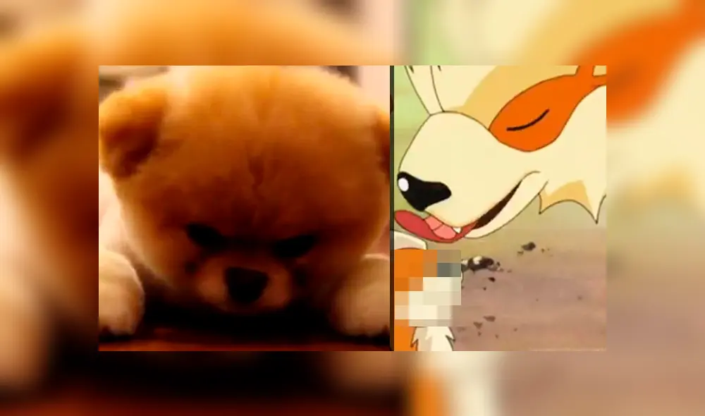 Las redes se rinden de ternura por la pre-evolución de Growlithe descartada de Pokémon.